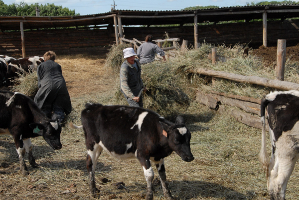 «Рычагов воздействия нет»: почему в районах края «антиваксеры» отказываются прививать скот