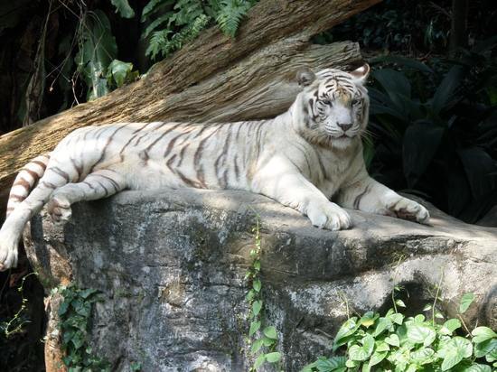 В барнаульском зоопарке родились детеныши белых тигров