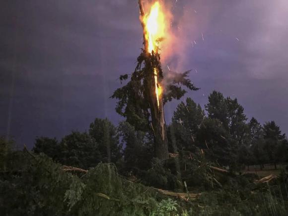 В Усть-Коксинском районе молния ударила в дерево, под которым укрывались мужчина с конем