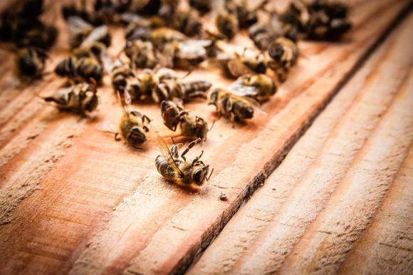 ​​В Алтайском крае зафиксирована первая массовая гибель пчёл с этом году