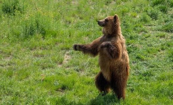 На Алтае медведь напугал грибников: подошел к машине и встал на задние лапы