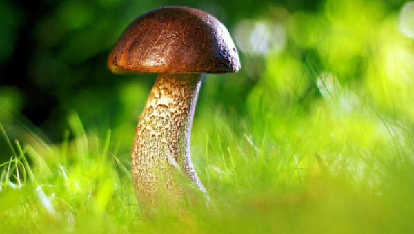 Трое детей отравились грибами в Алтайском крае
