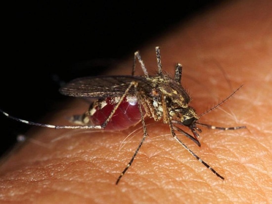 В Алтае могут появиться крупные комары, которые переносят инфекции