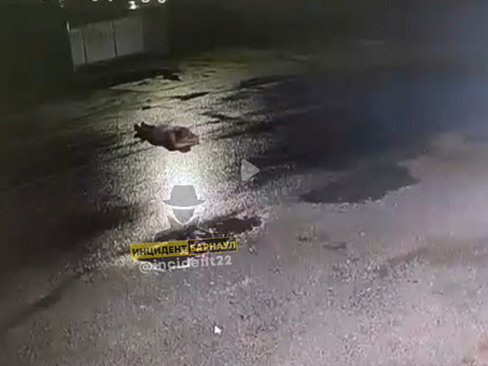 В алтайском городе мужчина лег на дорогу и погиб под колесами автомобиля