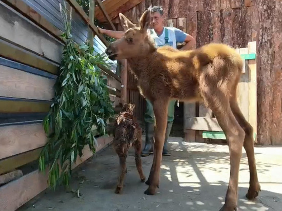 В Барнаульский зоопарк привезли двухмесячного лосенка и «муфлошу»