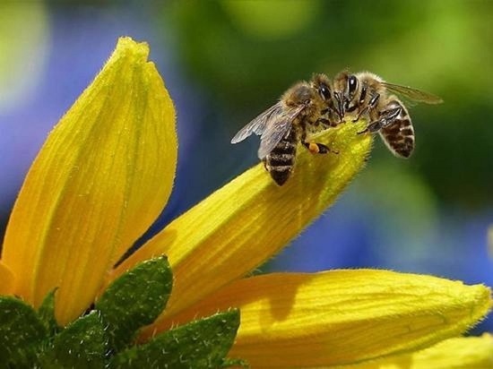 Больше ста жителей Алтайского края пожаловались на гибель пчел с начала года