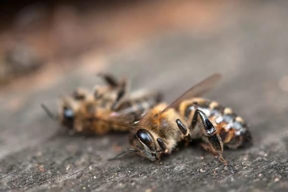 Фермеры виновны в гибели пчёл в двух районах Алтайского края
