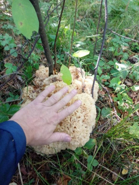 Краснокнижный гриб-баран нашли в Алтайском крае