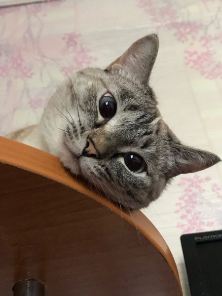 Кыс-кыс! Во Всемирный день кошек редакция altapress.ru делится фотографиями своих любимцев