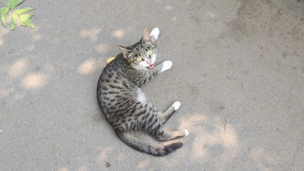 Кыс-кыс! Во Всемирный день кошек редакция altapress.ru делится фотографиями своих любимцев