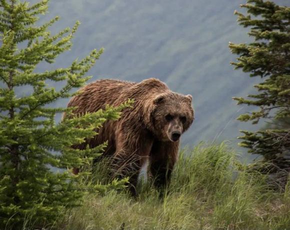 На Алтае закрыли турмаршруты из-за медведей