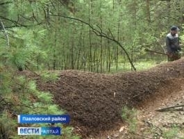 Огромный муравейник обнаружили в Павловском районе