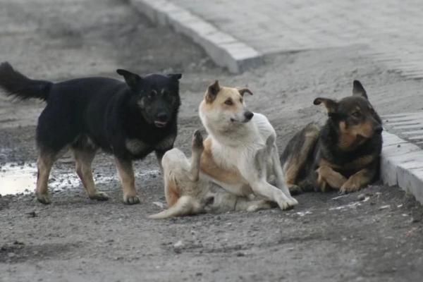 Стая собак напала на маленькую девочку в Алтайском крае