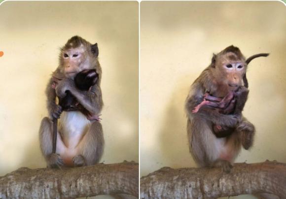 У обезьянок Кирюши и Масечки из барнаульского зоопарка родилась малышка