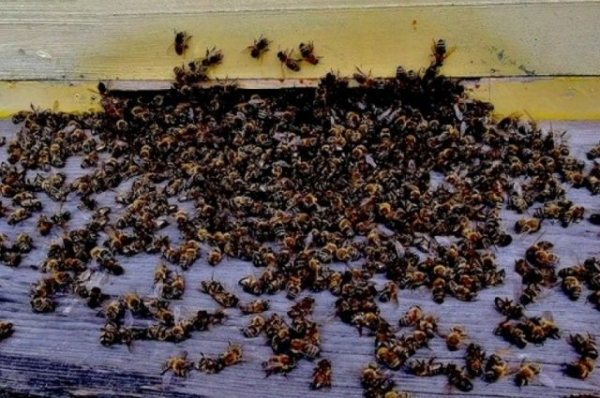 В 14 районах Алтайского края зафиксировали массовую гибель пчел