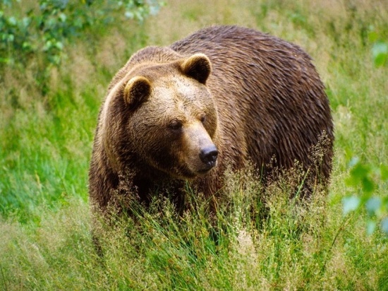В Алтайском крае закрыли туристические маршруты из-за активности медведей