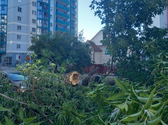 В Барнауле cпилят 690 аварийных деревьев