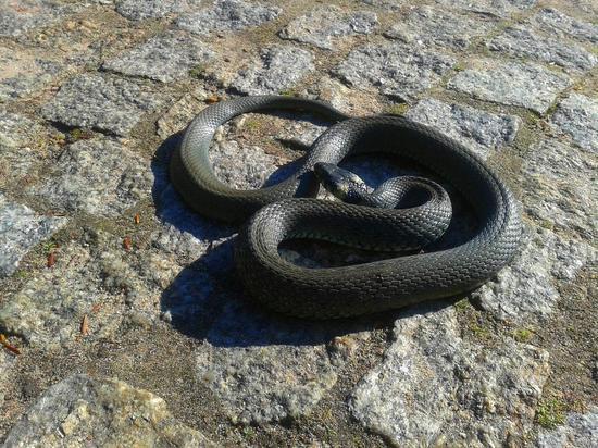В Барнауле женщина нашла змею на участке у своего дома