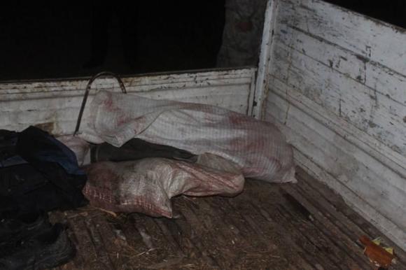 Алтайские браконьеры застрелили годовалого лосёнка