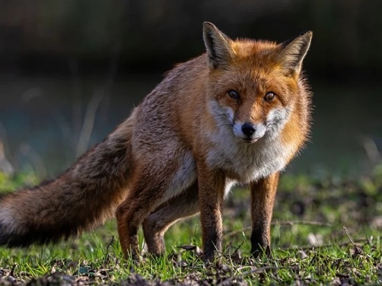 Алтайский биолог объяснила, почему дикие лисы все чаще заходят в города