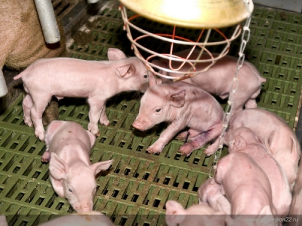 «На корм свиньям — вообще не фэншуй»: как развивается самый крупный свинокомплекс на Алтае под руководством «группы товарищей»