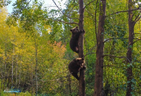 В алтайском заповеднике медвежат-сирот Редиса и Каприза выпустили в дикую природу