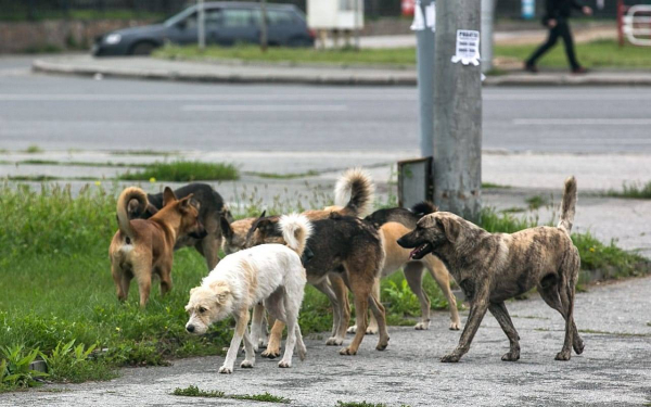 В Барнауле стая собак атакует женщин с колясками