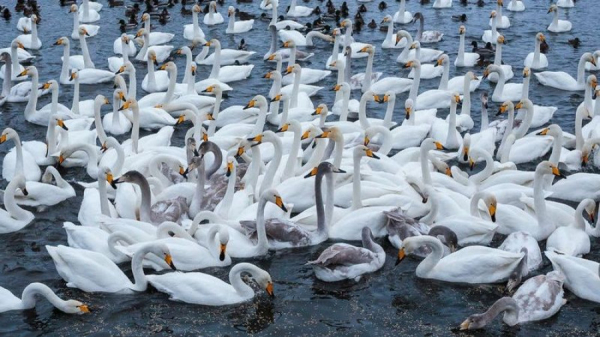 Певчие, важные, яркие: 9 мигрирующих птиц, которые гостят в Алтайском крае