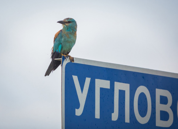 Певчие, важные, яркие: 9 мигрирующих птиц, которые гостят в Алтайском крае