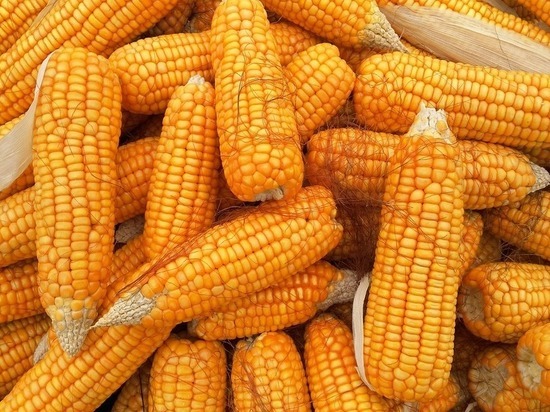 Специалисты обнаружили смертельный яд в кукурузе, поставляемой в Алтайский край