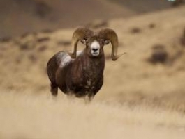 Ученые Сайлюгемского национального парка подвели итоги ежегодного учета алтайского горного барана