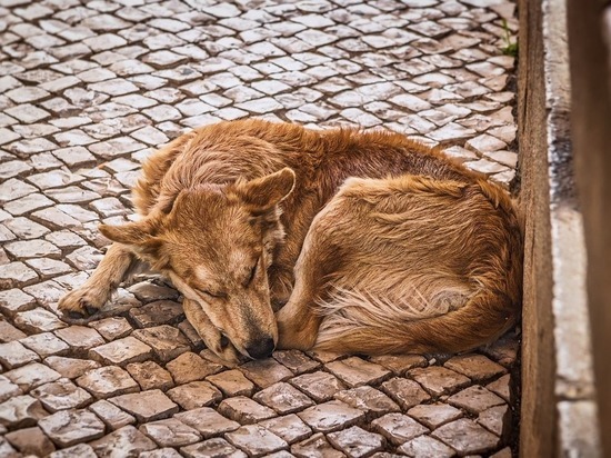 Бездомные собаки терроризируют жителей Рубцовска