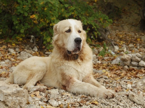 Собака породы алабай насмерть загрызла жительницу Барнаула
