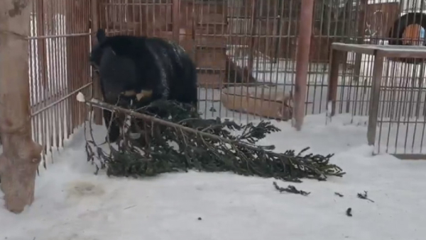 В барнаульском зоопарке появился запасливый гималайский медведь Тимошка