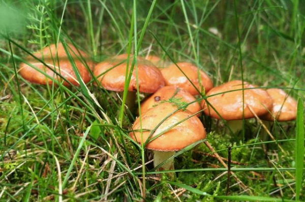 Алтайские грибники в соцсетях хвастаются собранным урожаем после дождей