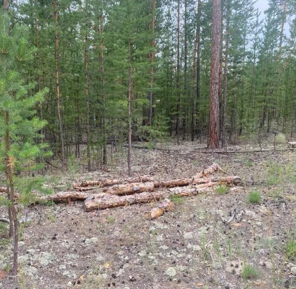 Алтайские социалисты провели рейд по лесам Егорьевского района в сопровождении общественности и прокуратуры