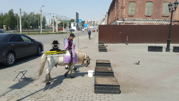 Барнаульцам стало жаль пони, который вынужден работать в экстремальную жару