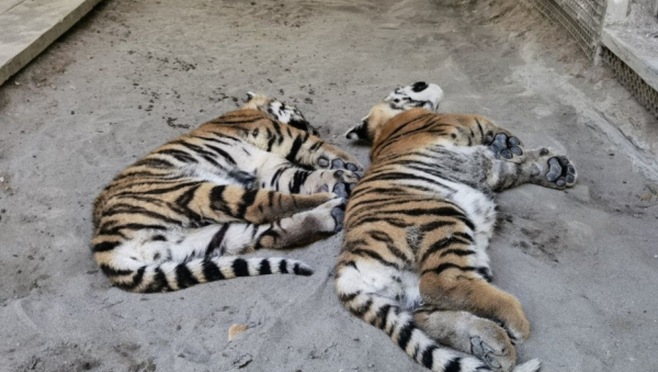 Барнаульский зоопарк показал очаровательных спящих тигрят и пригласил горожан на праздник