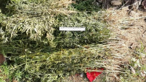 Более 4 кг марихуаны изъяли полицейские у сельчанина на Алтае