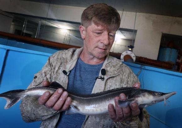 «Царь рыбу» выращивают в Алтайском крае