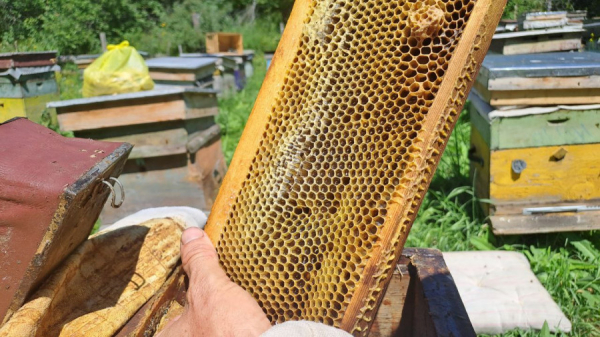 Горный мед из Иван-чая могут отведать и выкачать туристы в алтайском заказнике