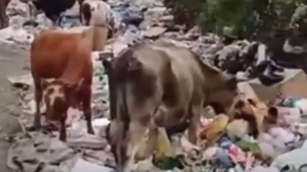 Коровы питаются на свалке в горах Алтая