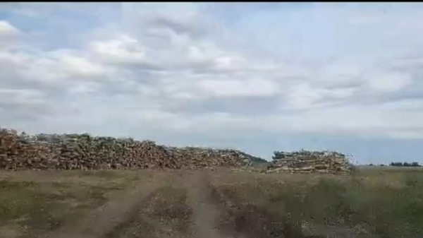 Минприроды Алтайского края проверило "незаконную" рубку березы в Баевском районе