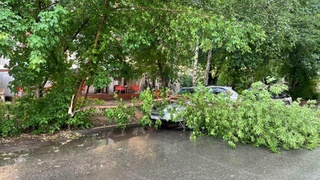 Трухлявое дерево рухнуло на иномарку в Барнауле
