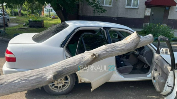 Трухлявое дерево рухнуло на иномарку в Барнауле