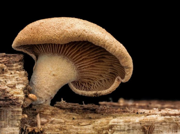 Алтайских грибников удивили «волосатые» грибы