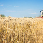 Крупный зерновой и масличный аналитик рынка выступит в Барнауле на форуме «Зерно Сибири»