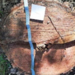 На Алтае мужчина незаконно срубил березы и продал их на дрова