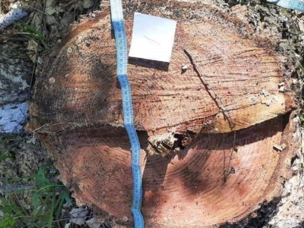 На Алтае мужчина незаконно срубил березы и продал их на дрова