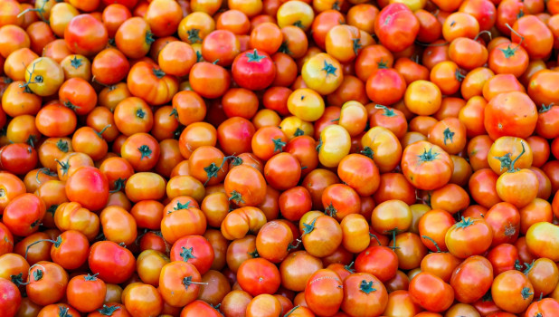 Не врут и не краснеют. Как спасти урожай помидоров холодного августа 2023 года